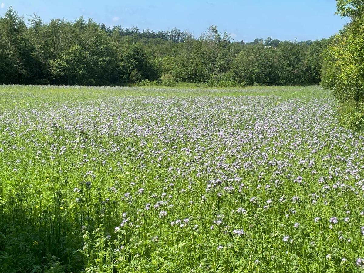 Korsholt-Natur B-B Sindal Exteriör bild